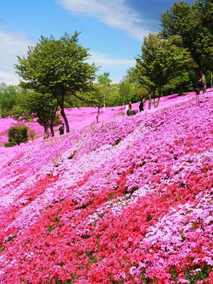 芝樱花海